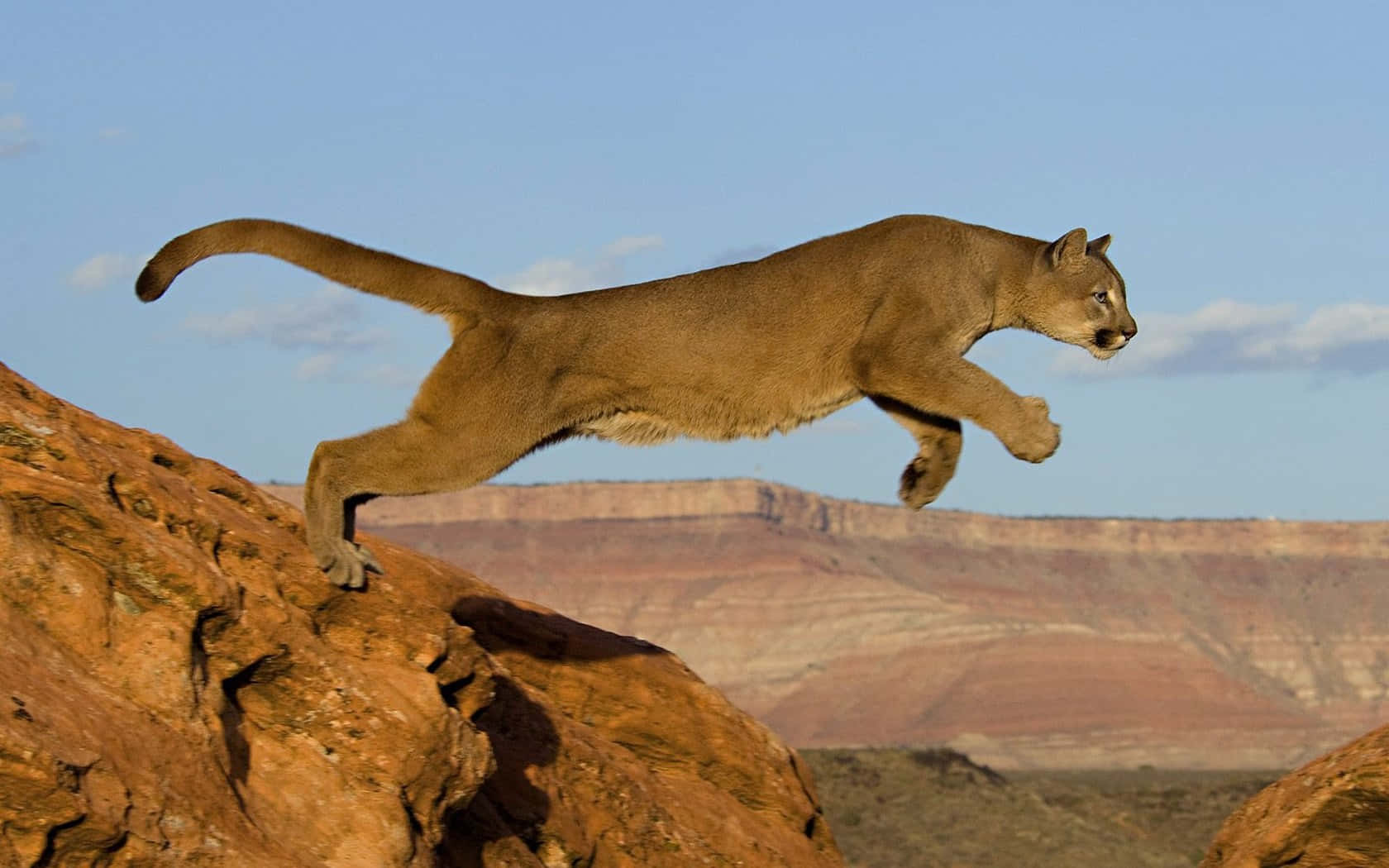 Mountain Lion Jumping Against Blue Sky Picture