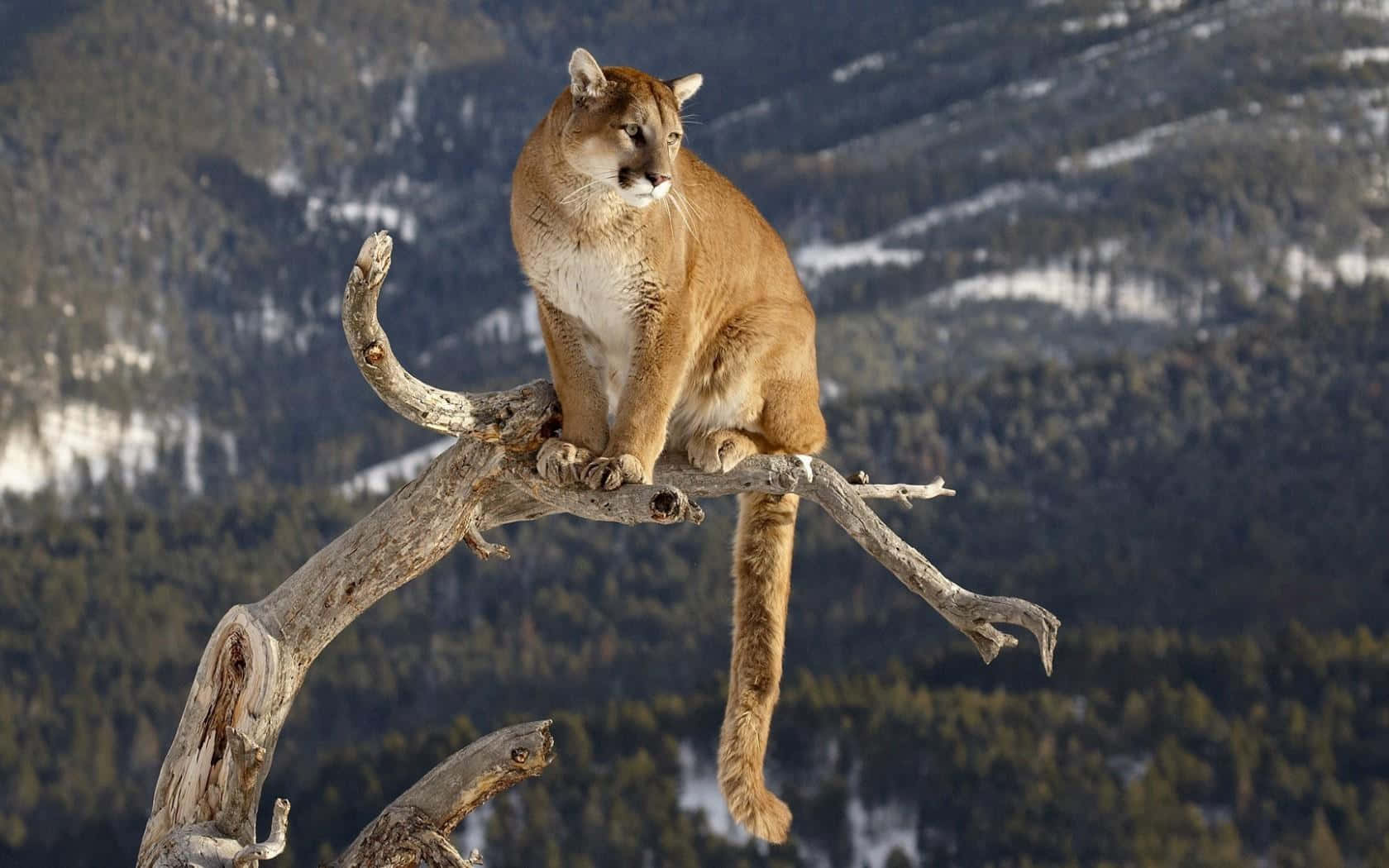 Mountain Lion Sitting On Branch Picture