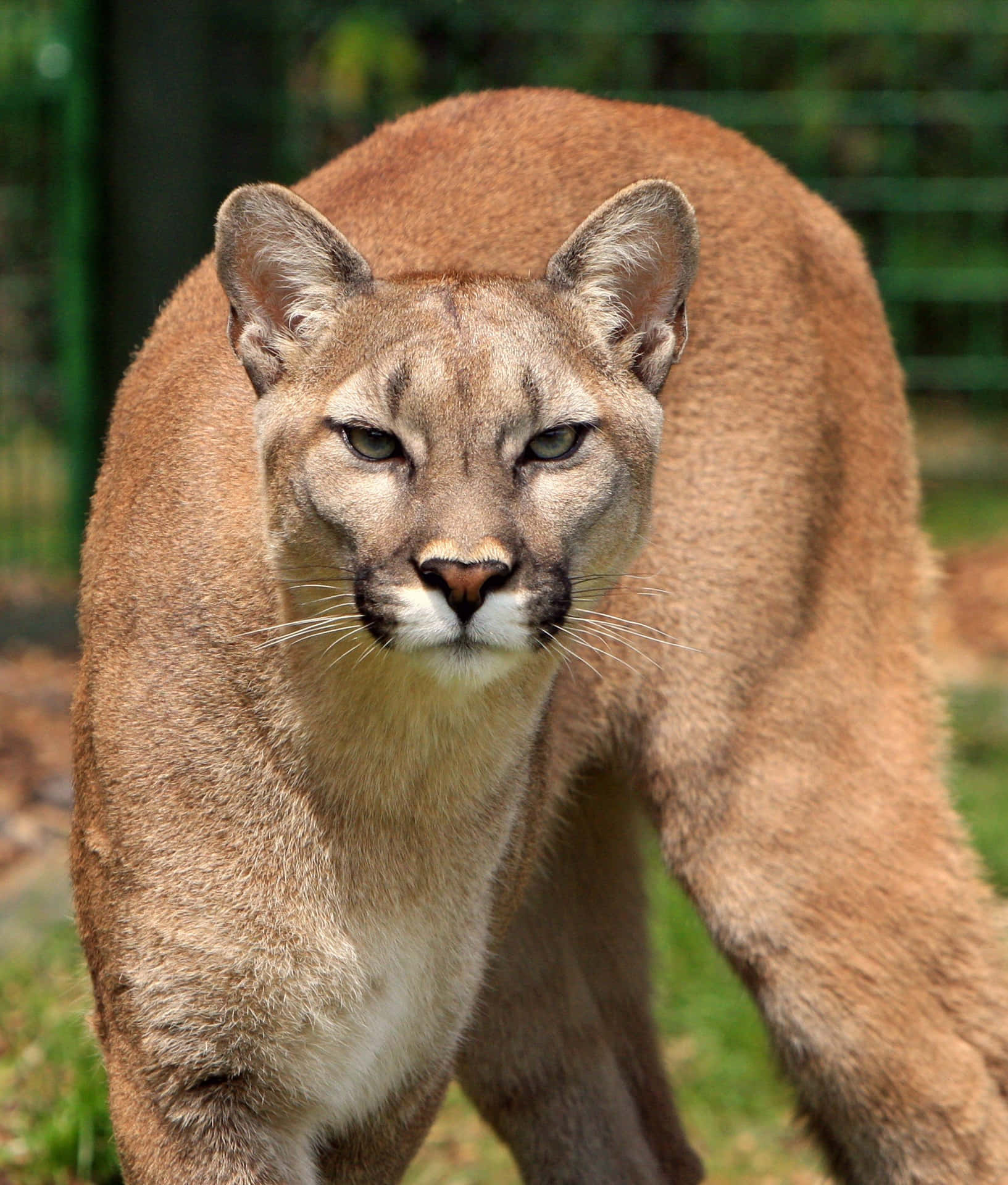 Cool Brown Mountain Lion Picture