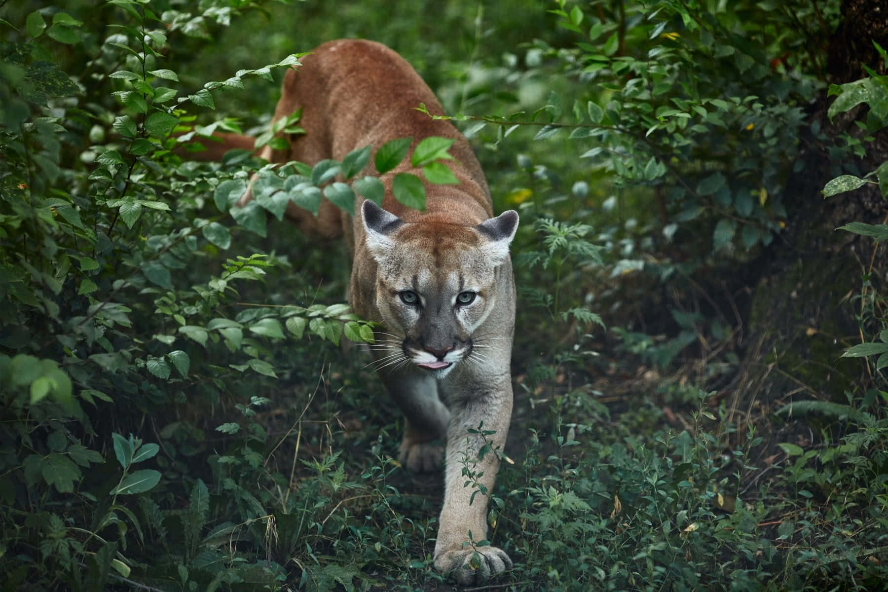 Mountain Lion Walking In Jungle Picture