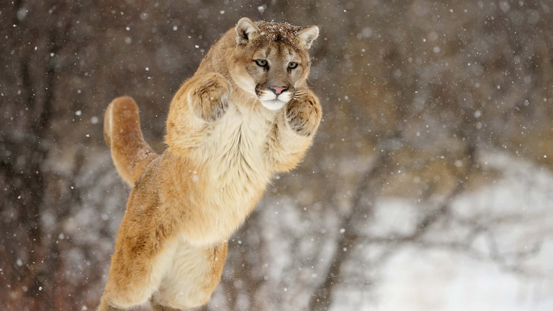Cute Mountain Lion Jumping Picture