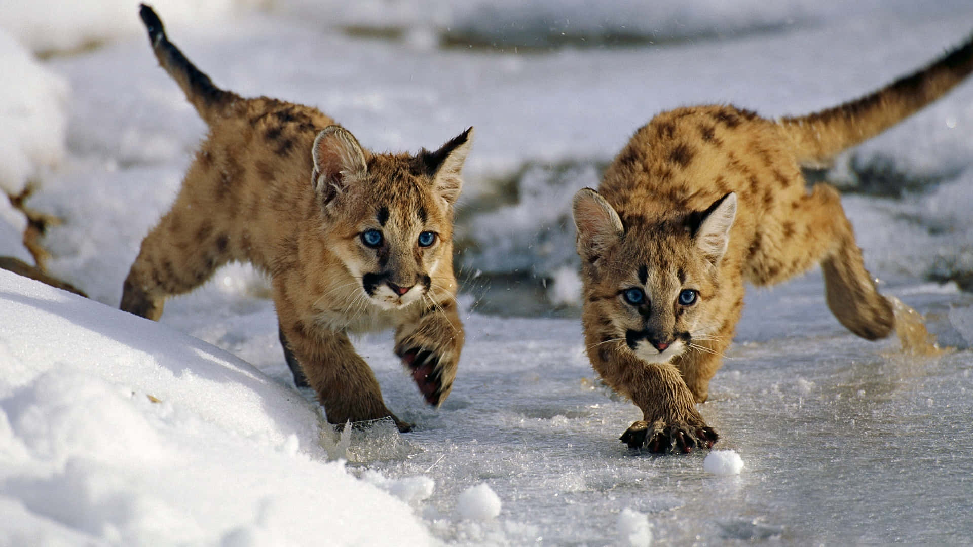 Mountain Lion Cubs On Snow Picture