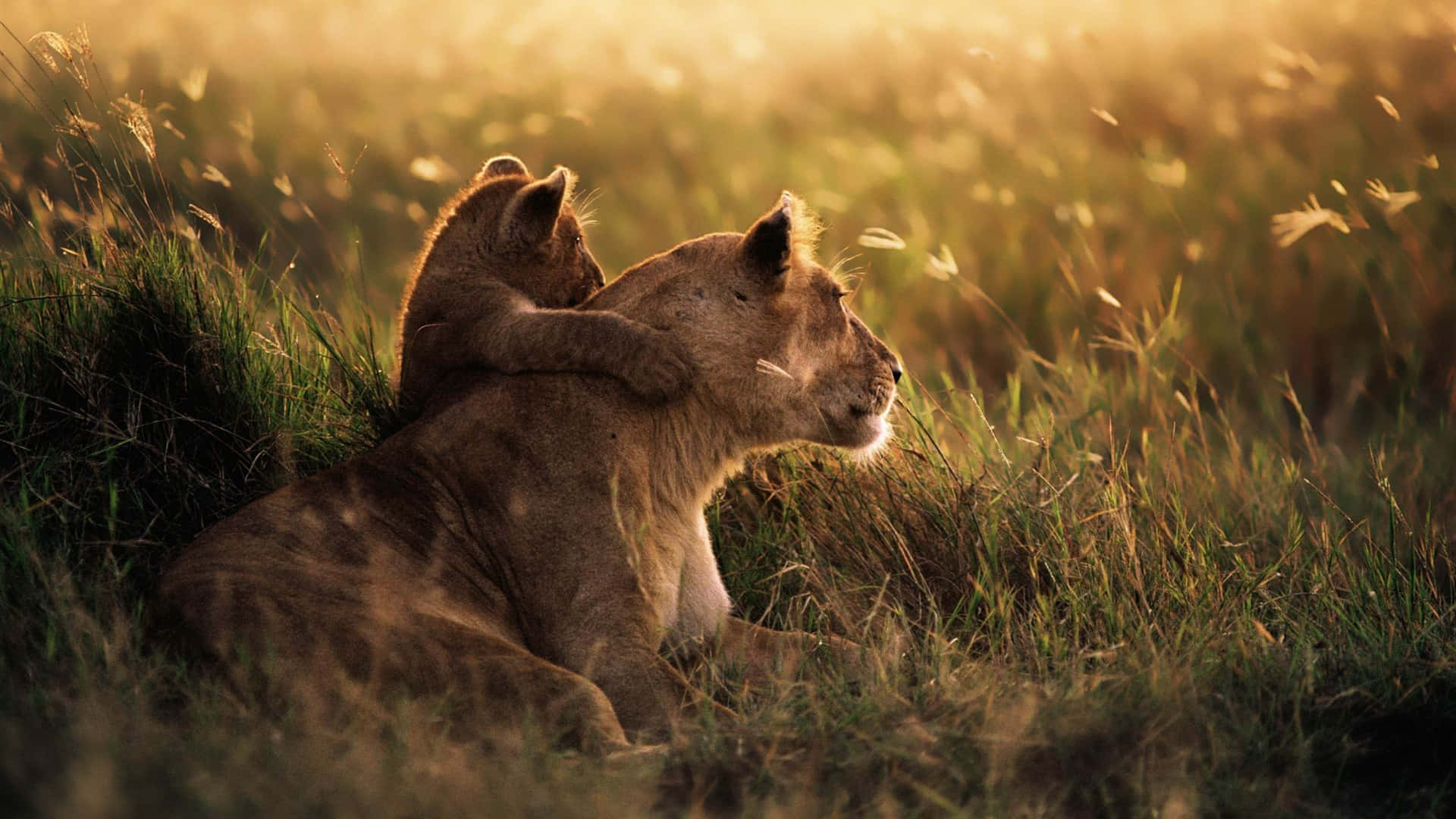Baby And Mother Mountain Lion Sunset Picture