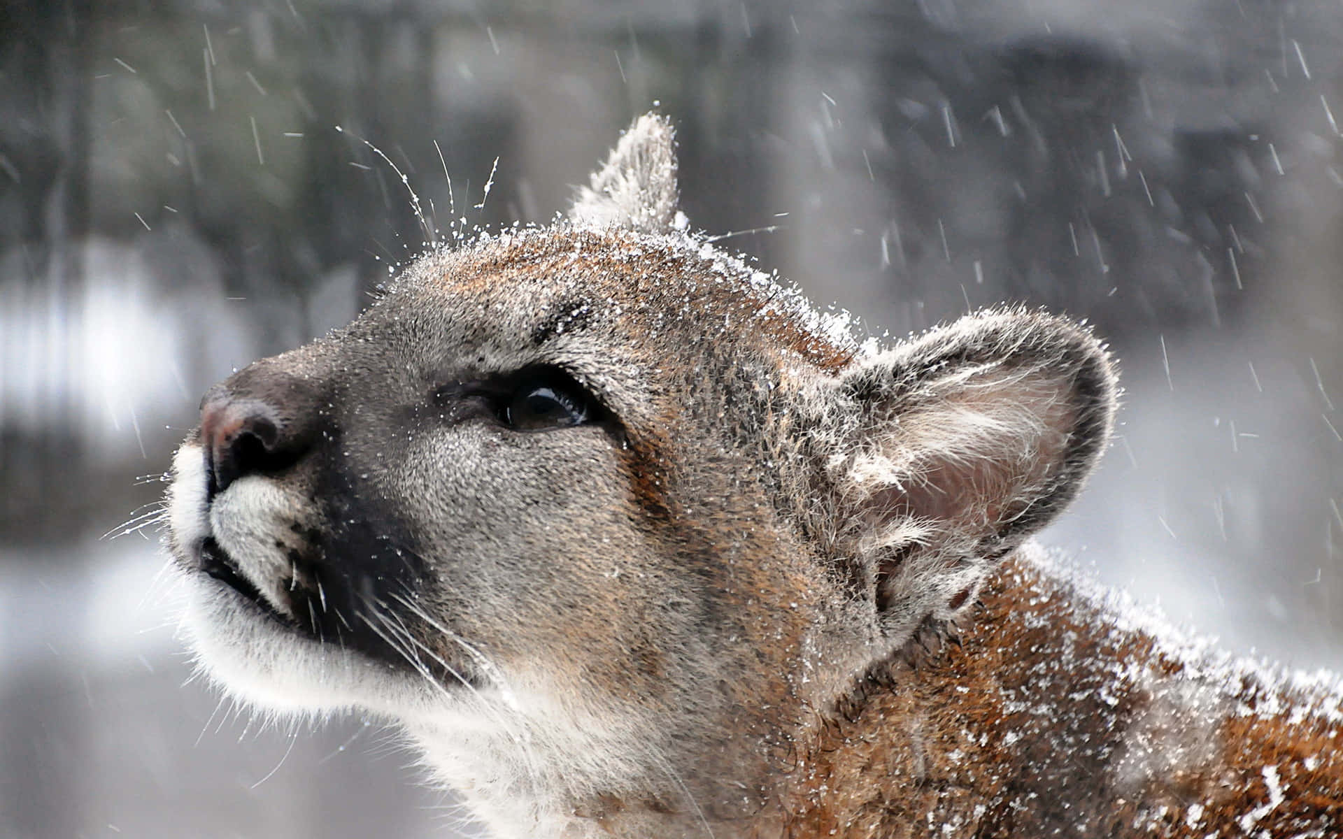 Mountain Lion With Snow Picture