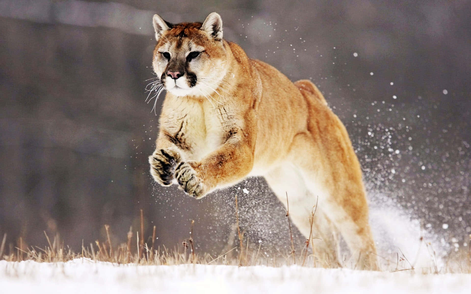 Mountain Lion Jumping Over Water Picture