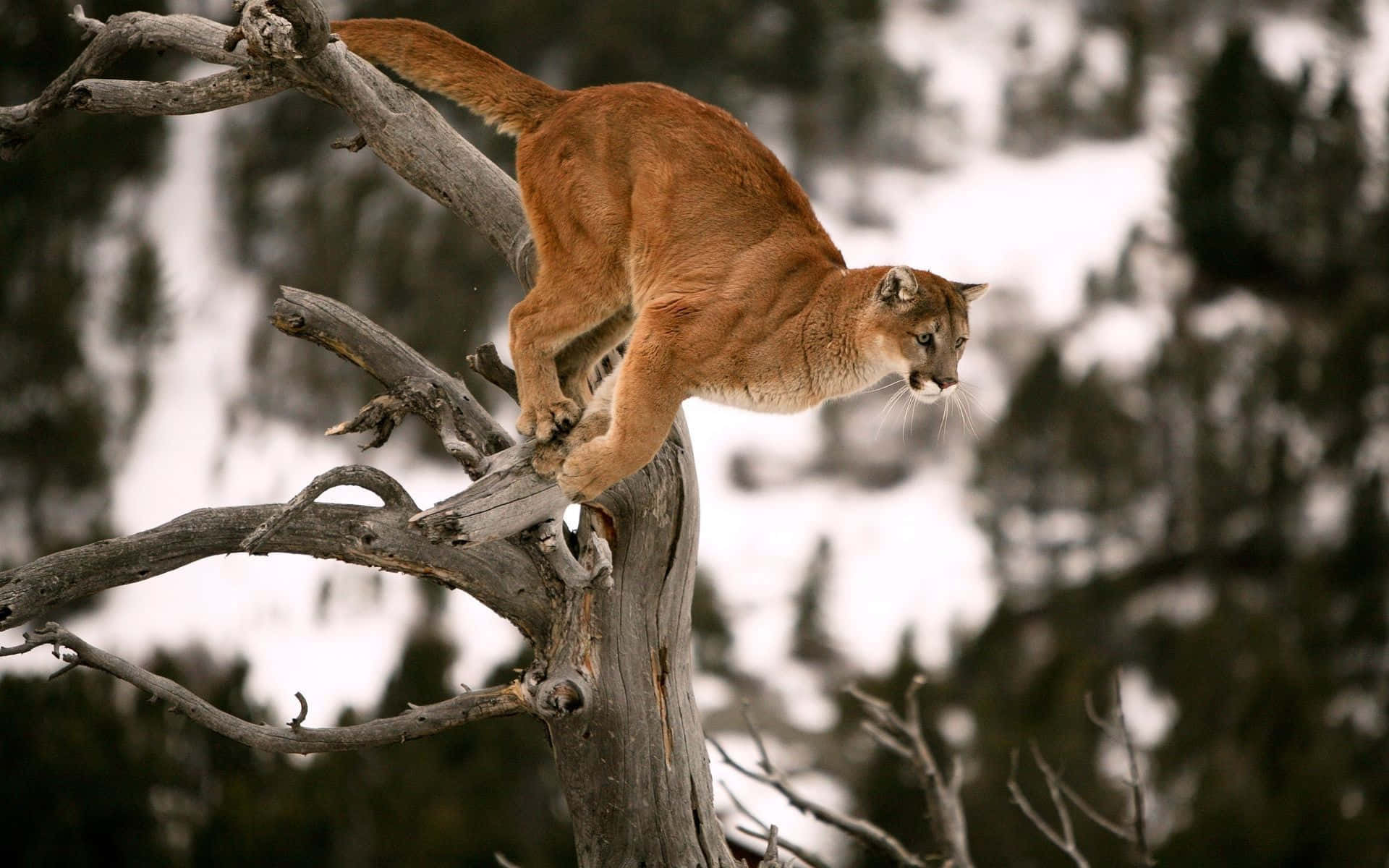 Mountain Lion On Tree Branch Picture