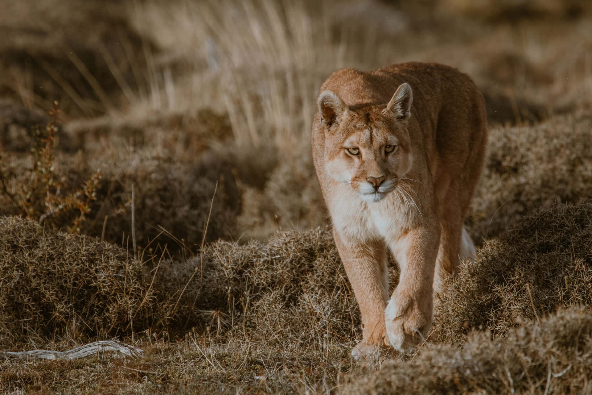 Mountain Lion Walking On Grass Picture