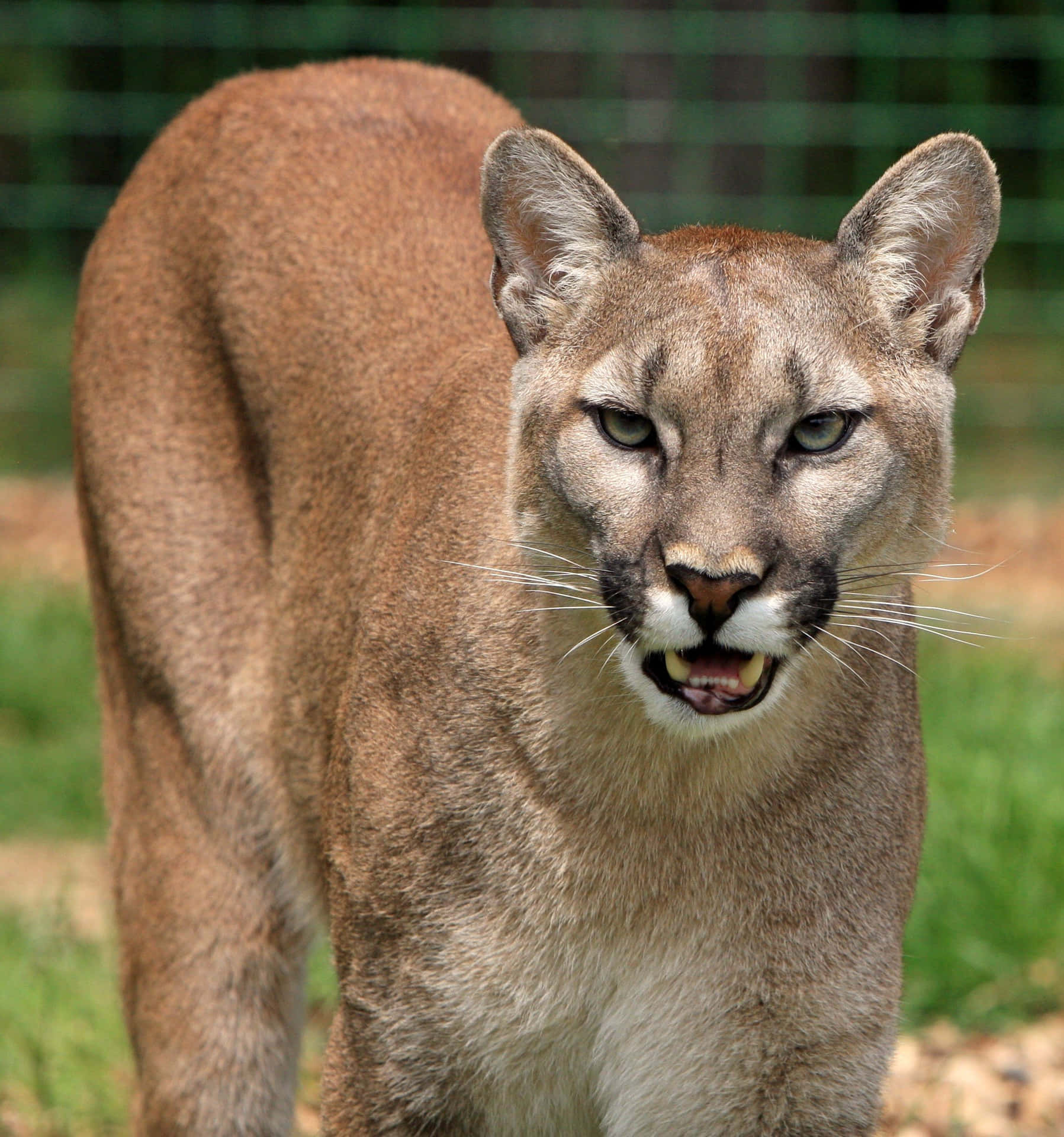 Smiling Mountain Lion Picture