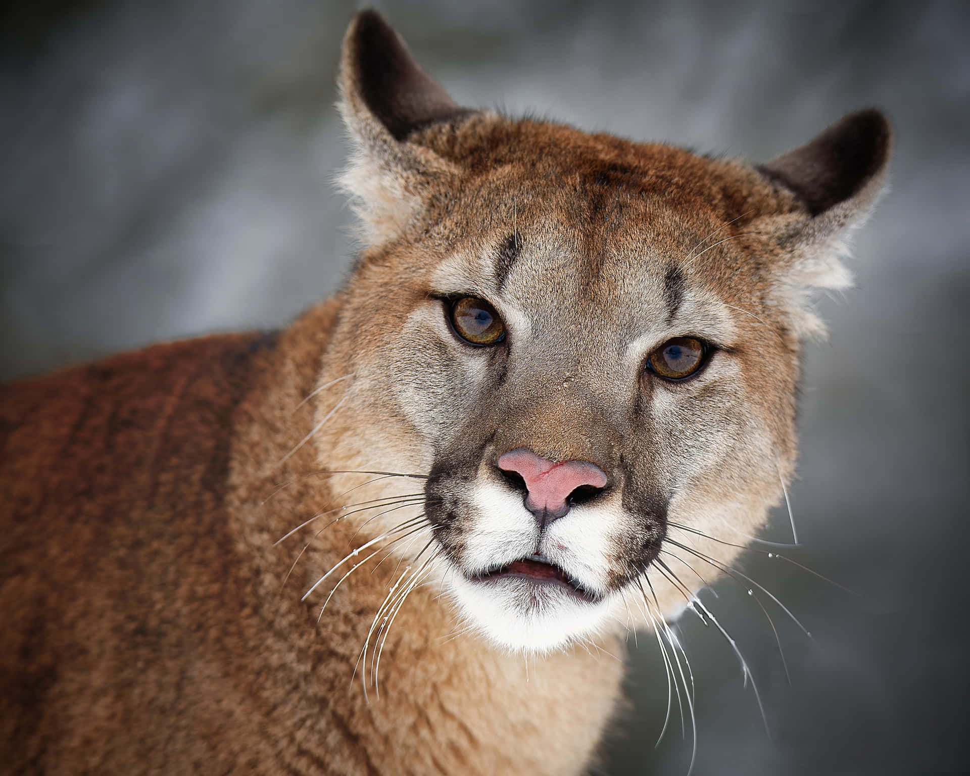 Mountain Lion Blurred Background Picture