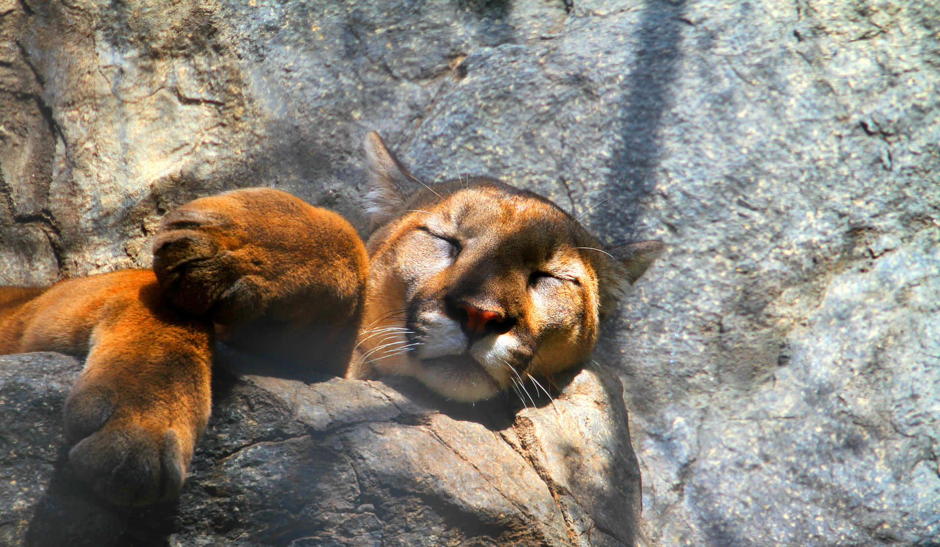 Mountain Lion Sleeping With Sunlight Picture