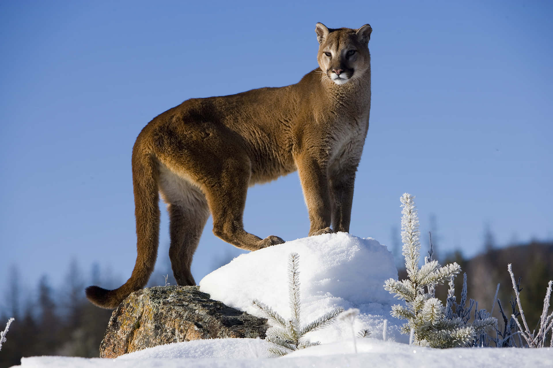 Mountain Lion Standing On Snow Picture