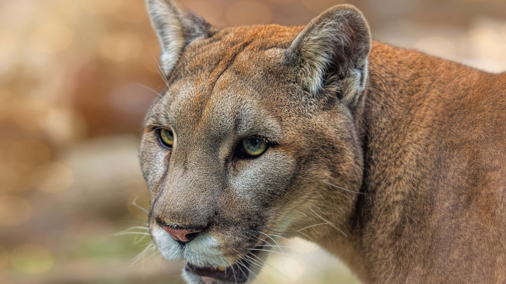 Mountain Lion Close Up Picture