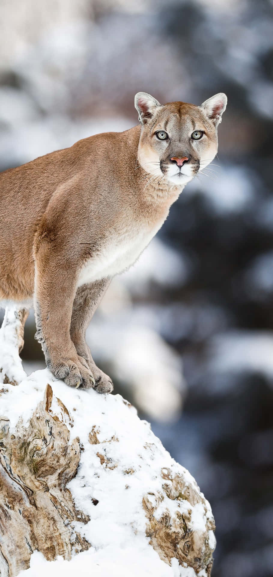 Mountain Lionin Snowy Habitat.jpg Wallpaper