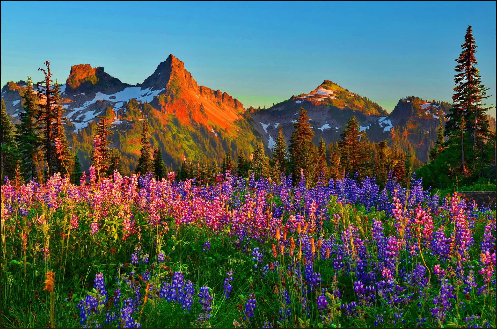 Padang Rumput Gunung Saat Senja Wallpaper