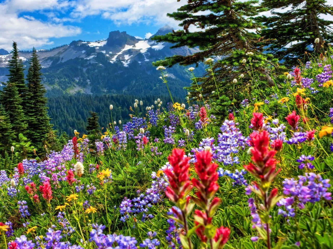 Fjell_ Eng_ Blomster Bakgrunnsbildet