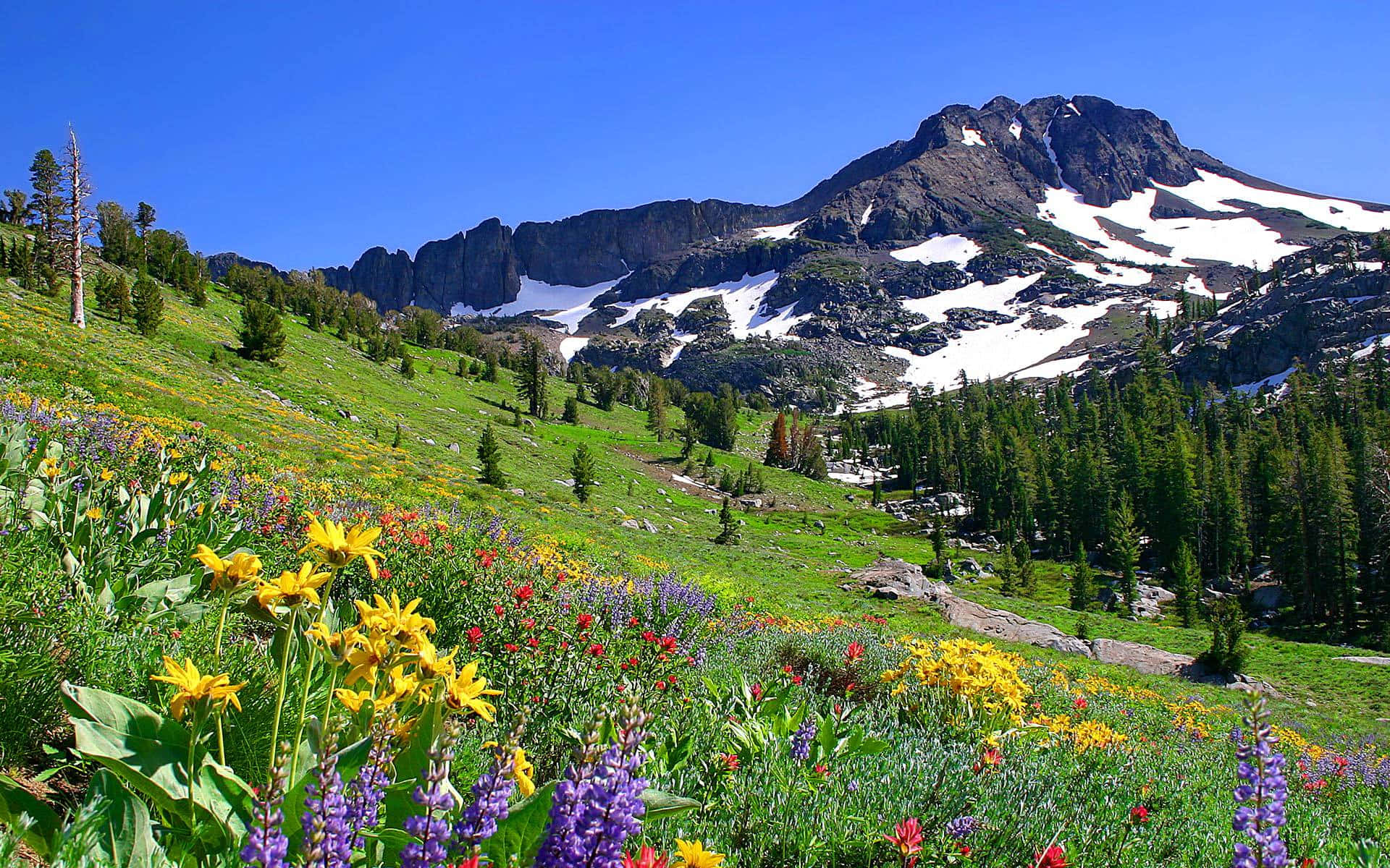 Fjell_ Eng_ Blomster Bakgrunnsbildet