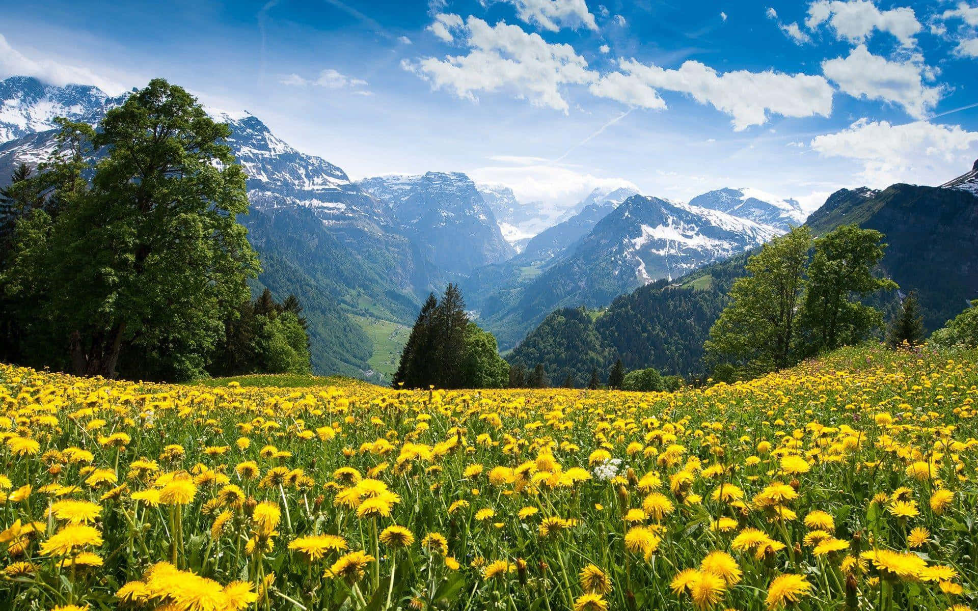 A Field Of Yellow Flowers In The Mountains Wallpaper