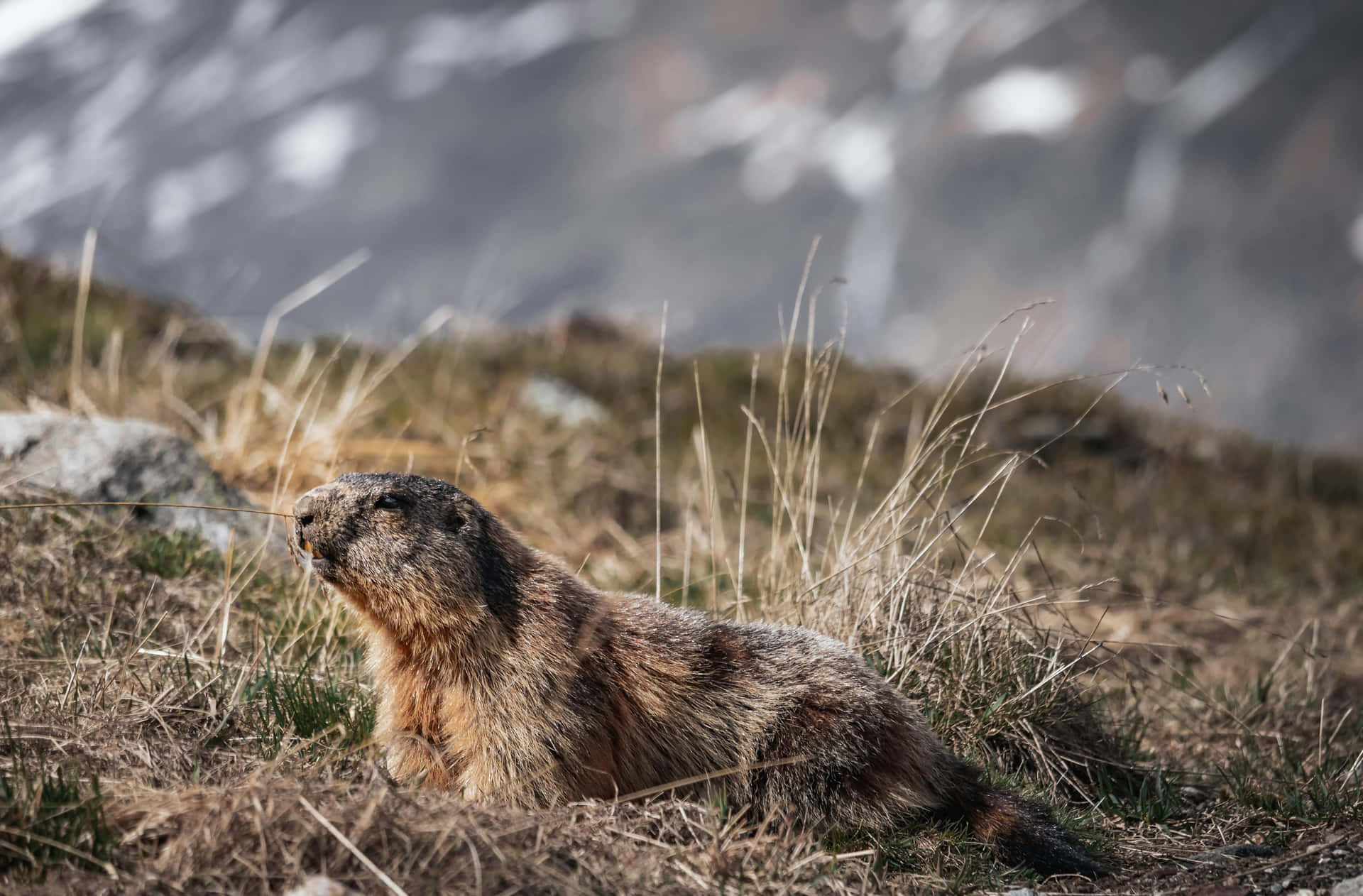 Mountain Woodchuckin Habitat.jpg Wallpaper