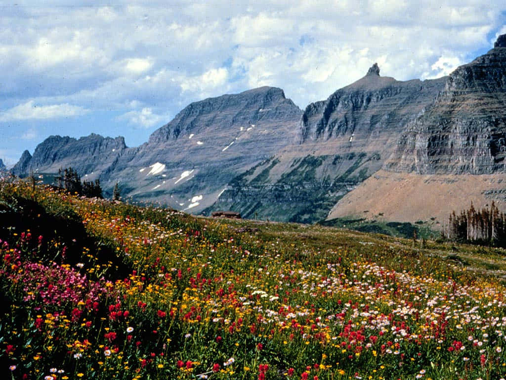 Bergachtig Landschap Met Wilde Bloemen Achtergrond