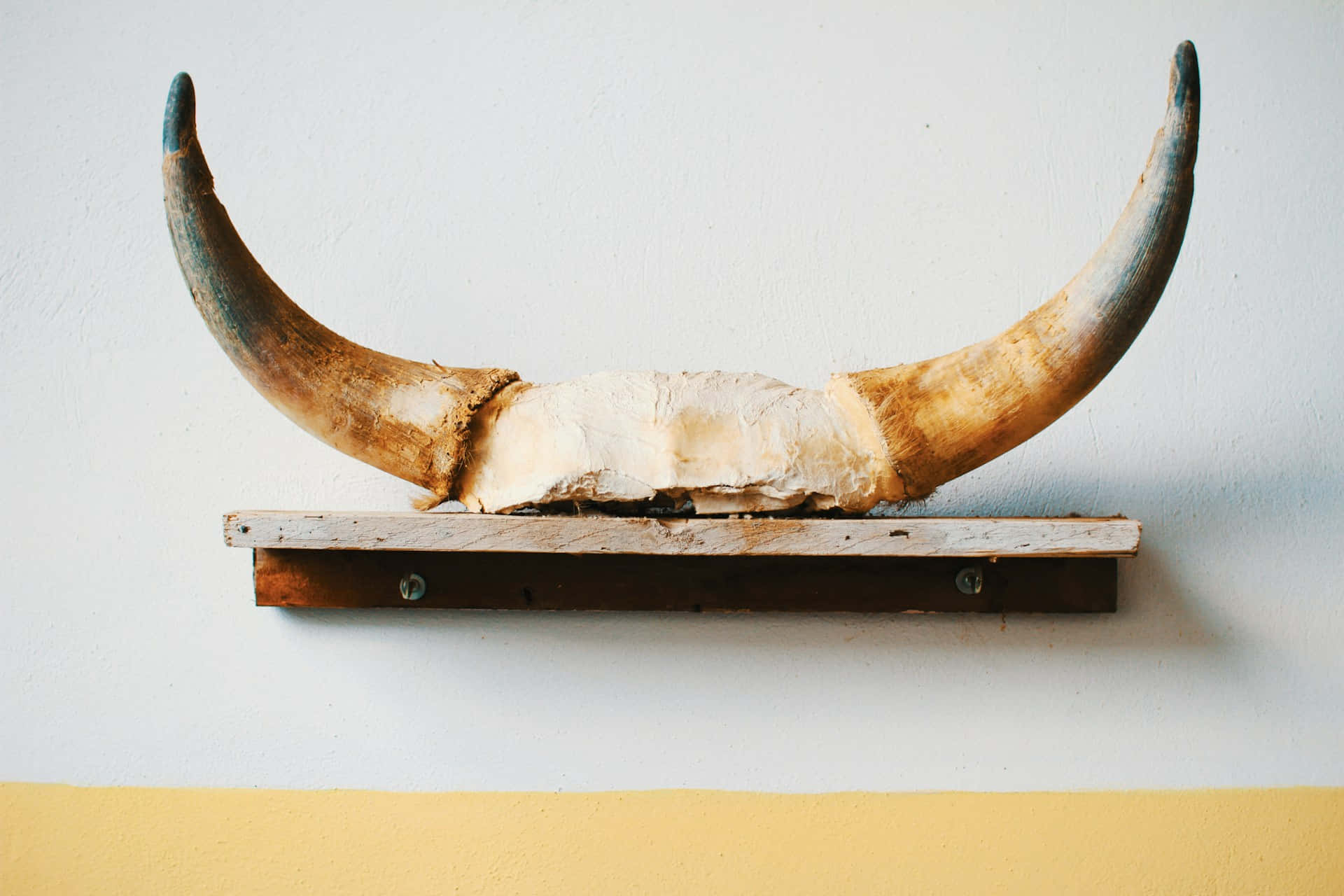 Mounted Longhorn Horns Wallpaper