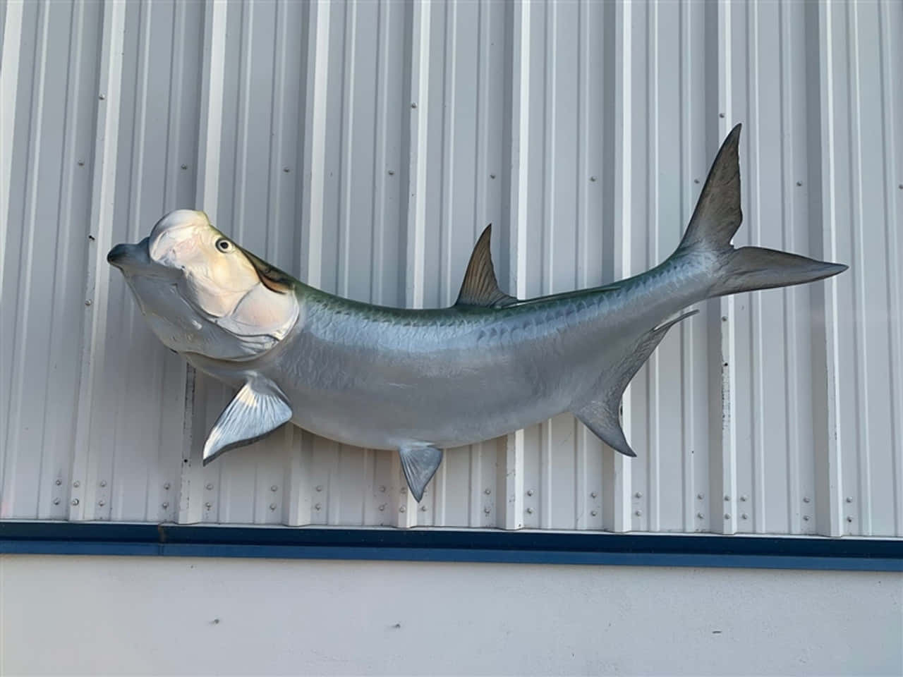 Mounted Tarpon Fish Display Wallpaper