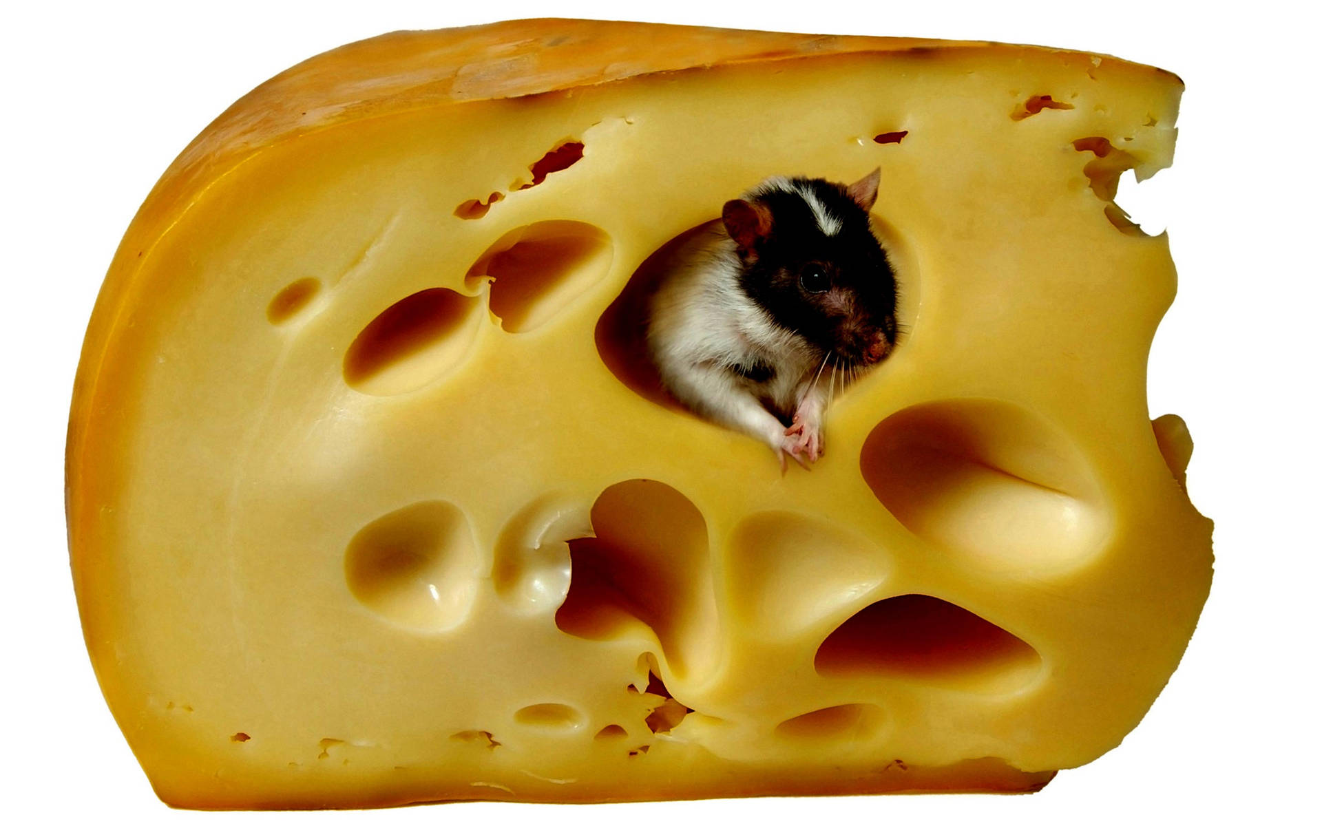 Mouse Feeding On Cheese Wallpaper