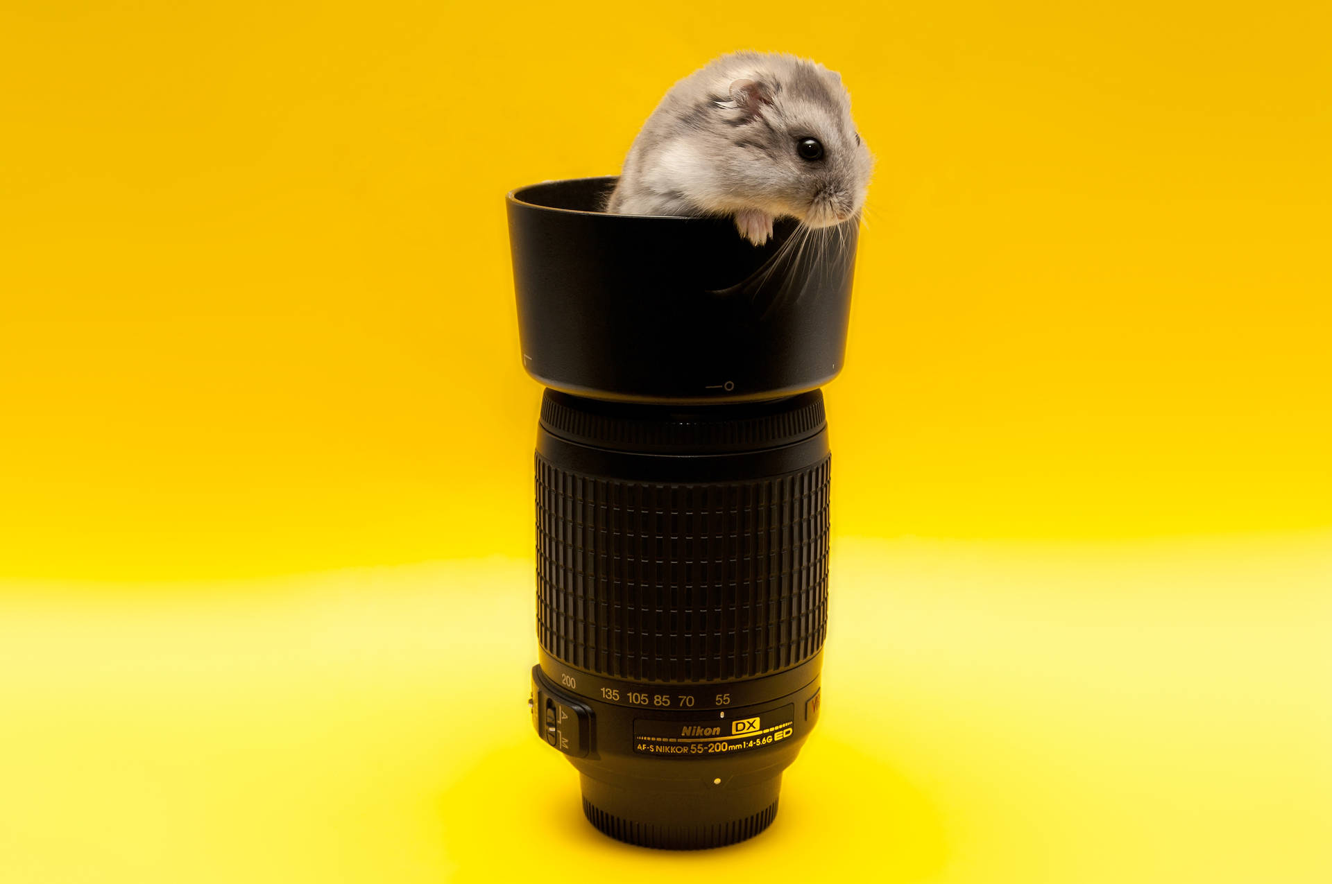 Mouse Inside A Camera Lens Wallpaper