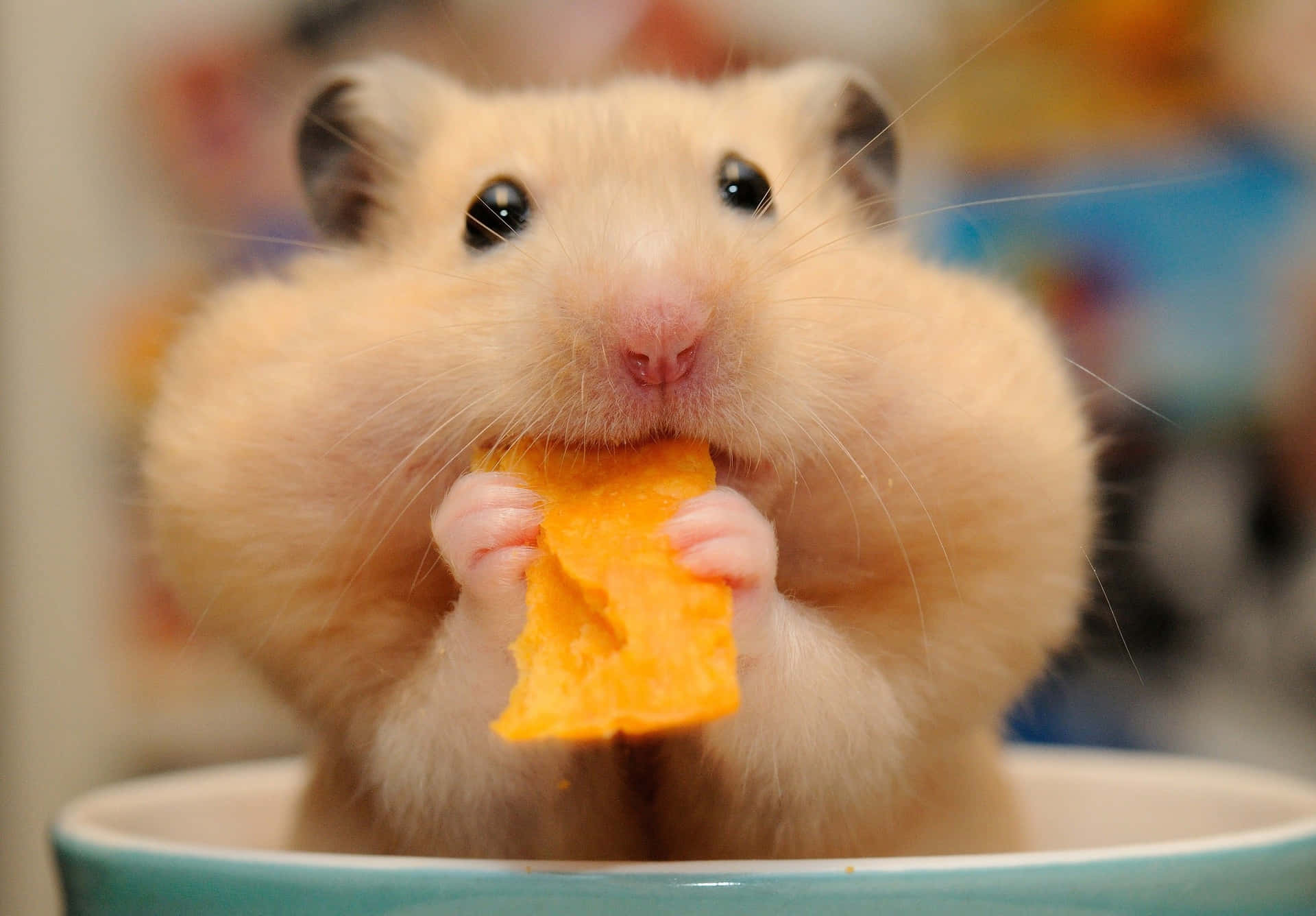 A curious mouse indulging in a delicious potato chip feast. Wallpaper