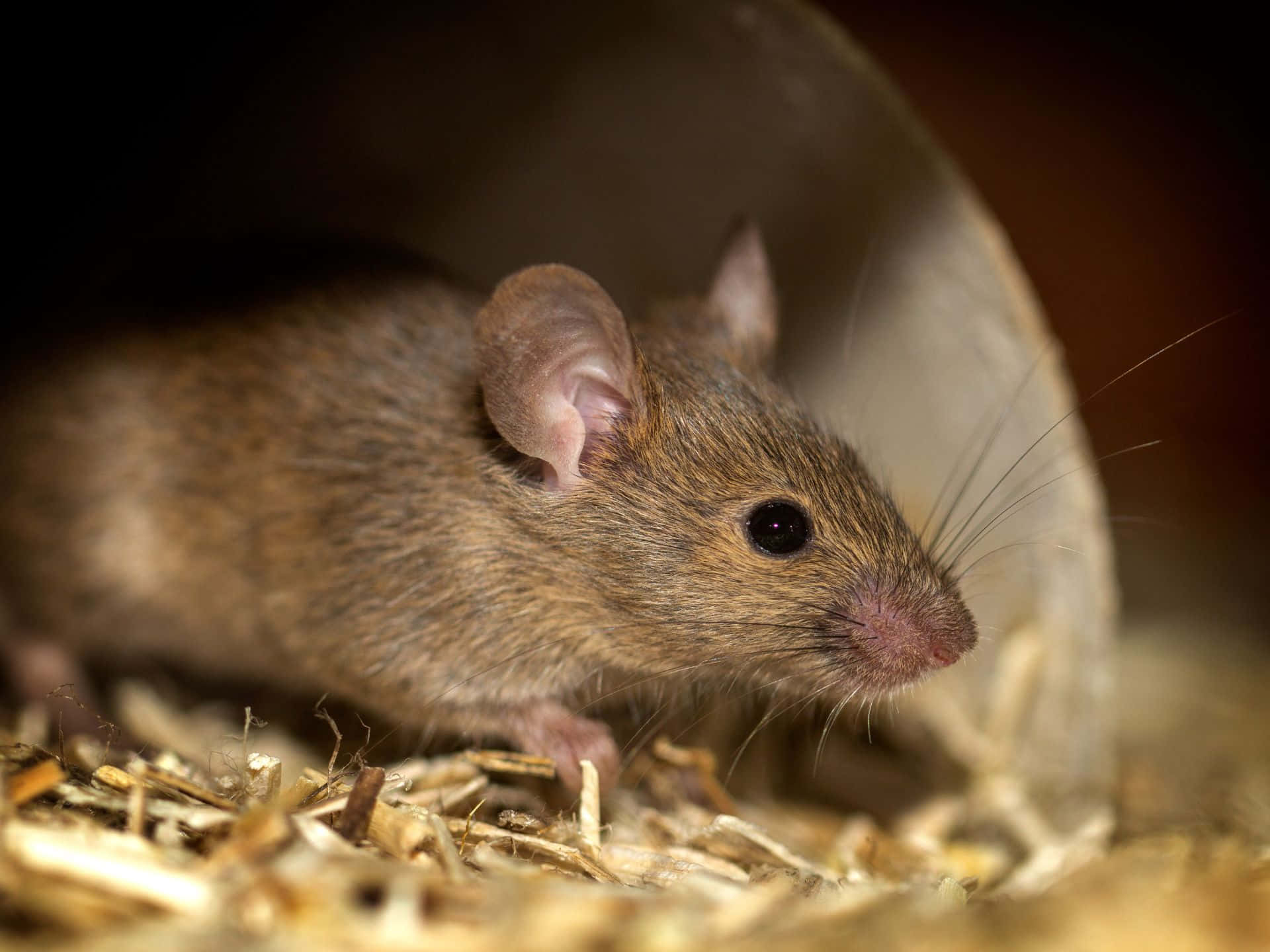 Muis Die Kijkt Vanuit Schuilplaats Achtergrond