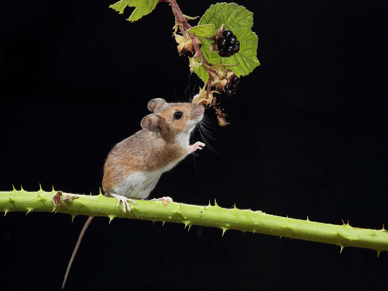 A Mouse Is Eating Berries On A Plant