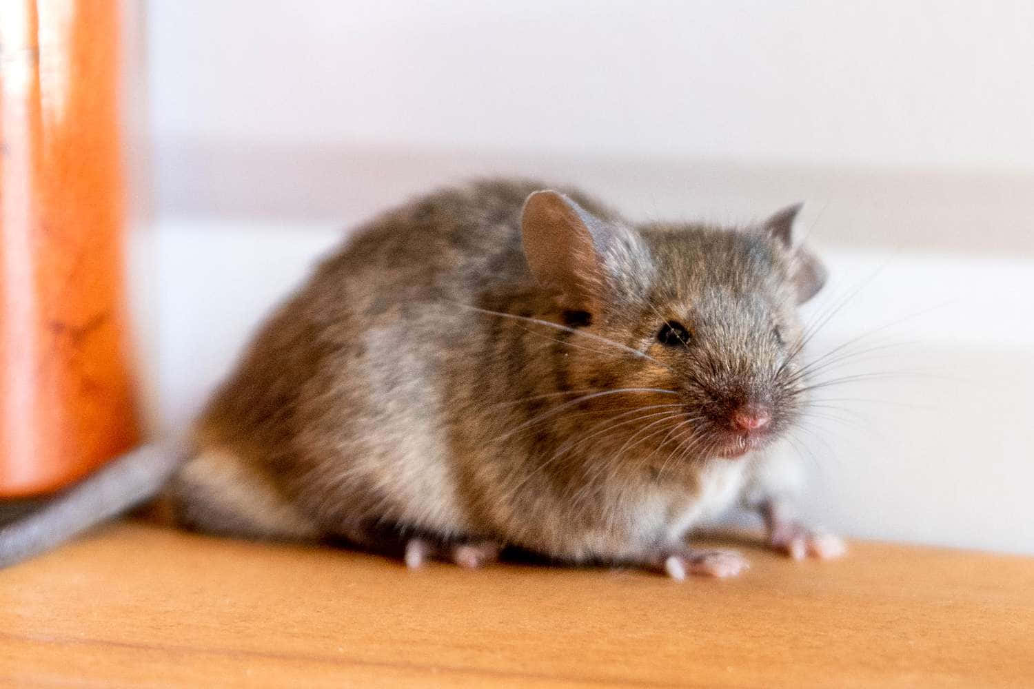 Продолжительность жизни мыши. Мышка Живая. Мышка дома. Интересные мышки. Сколько живут мыши.