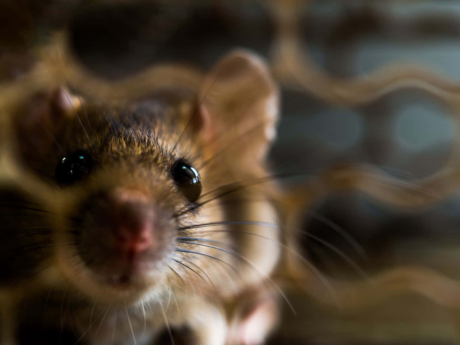 A Brown Mouse Is Looking Through A Wire Cage