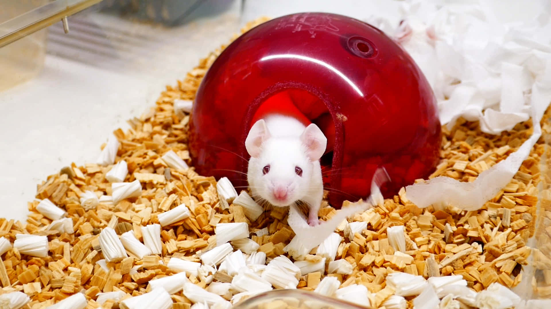 A White Rat Is In A Red Plastic Ball