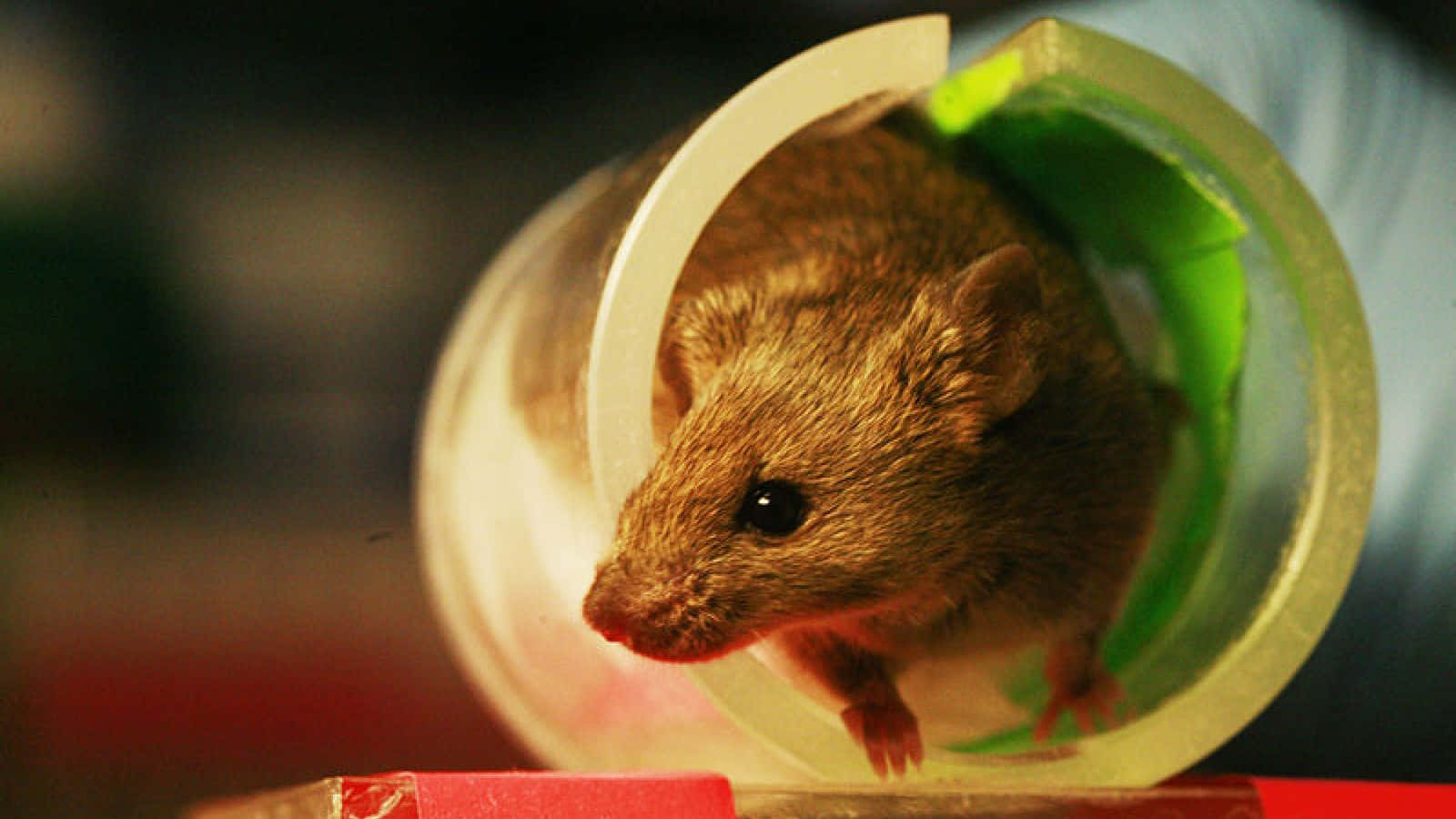 A Mouse Is Sitting Inside A Tube