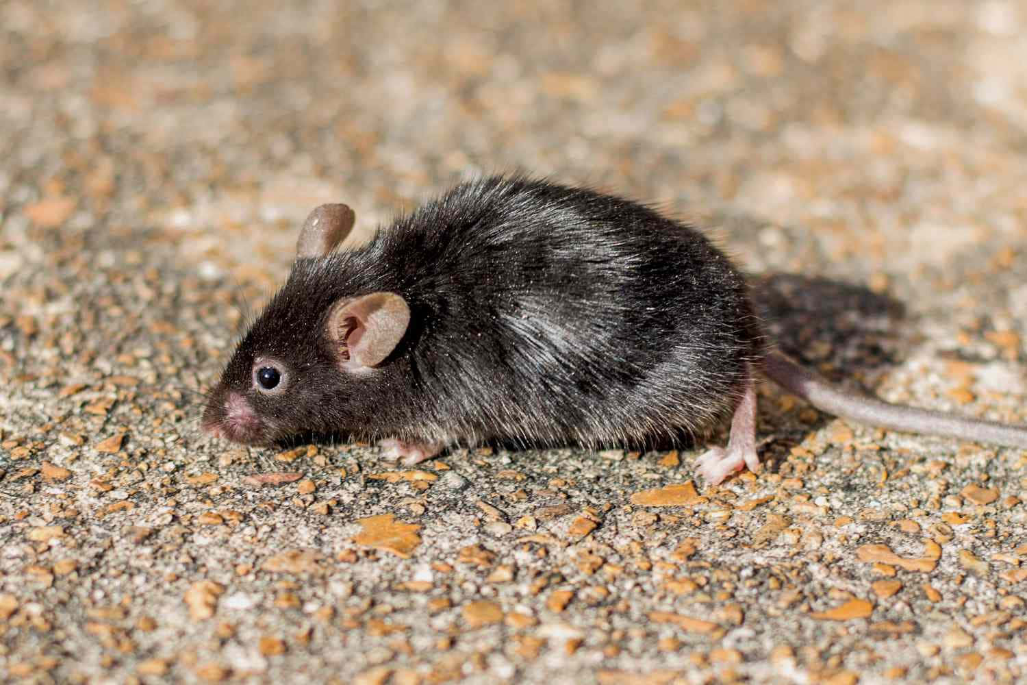 Perdersiin Un Labirinto Di Divertimento Con Il Nostro Mouse