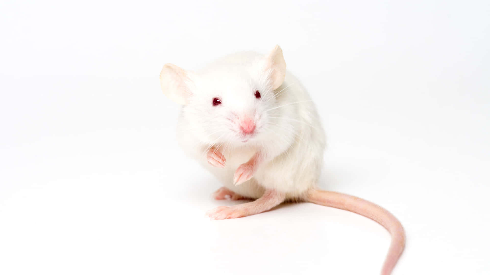 A White Rat Is Standing On A White Background