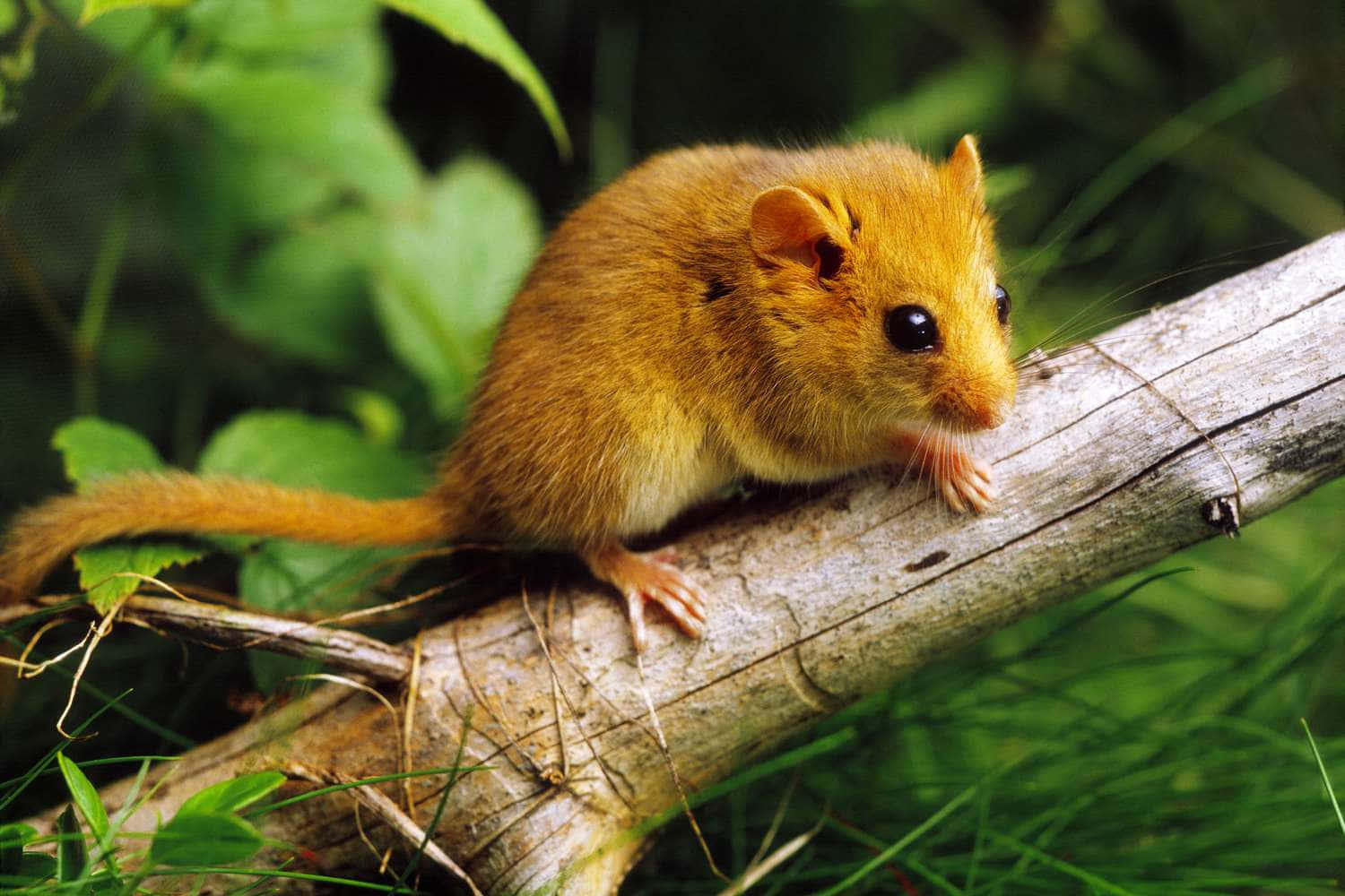 Close-up of a solitary mouse.