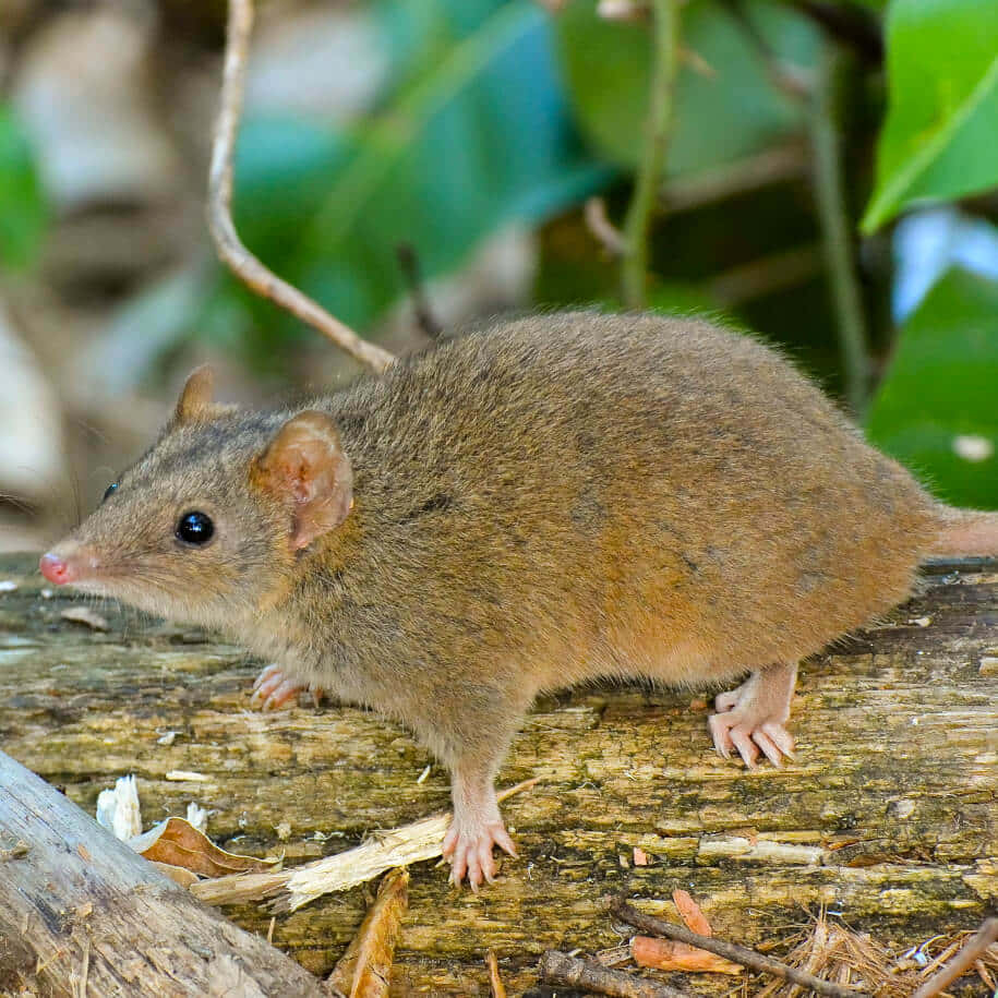 A Brown Mouse Is Standing On A Log