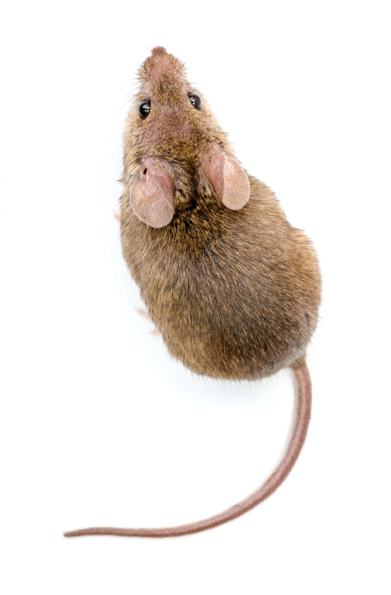 Niedlicheund Entzückende Maus