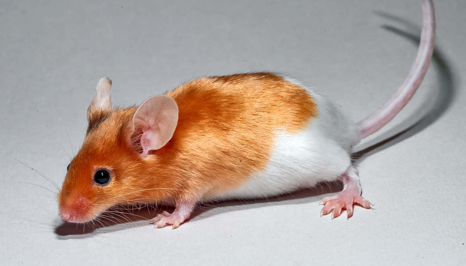 A Brown And White Mouse Is Standing On A White Surface