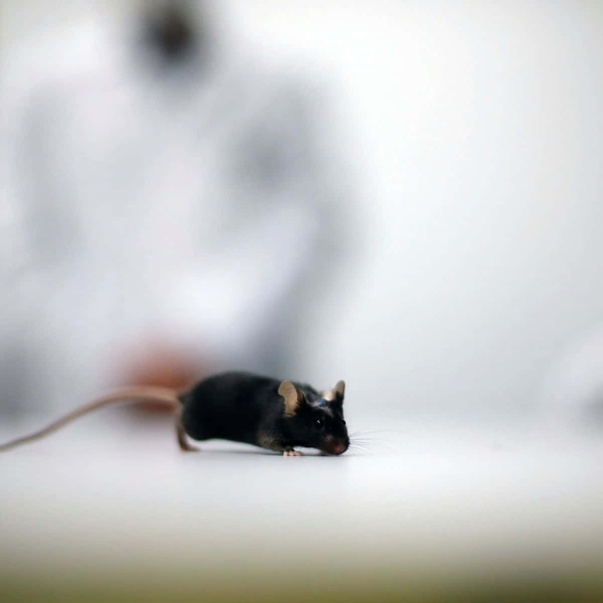 Unpequeño Ratón Está Parado En Una Mesa