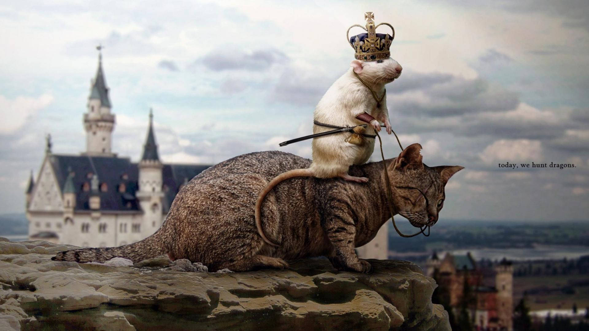 Unlikely Friends: Amusing snapshot of a Mouse Riding on a Cat Wallpaper