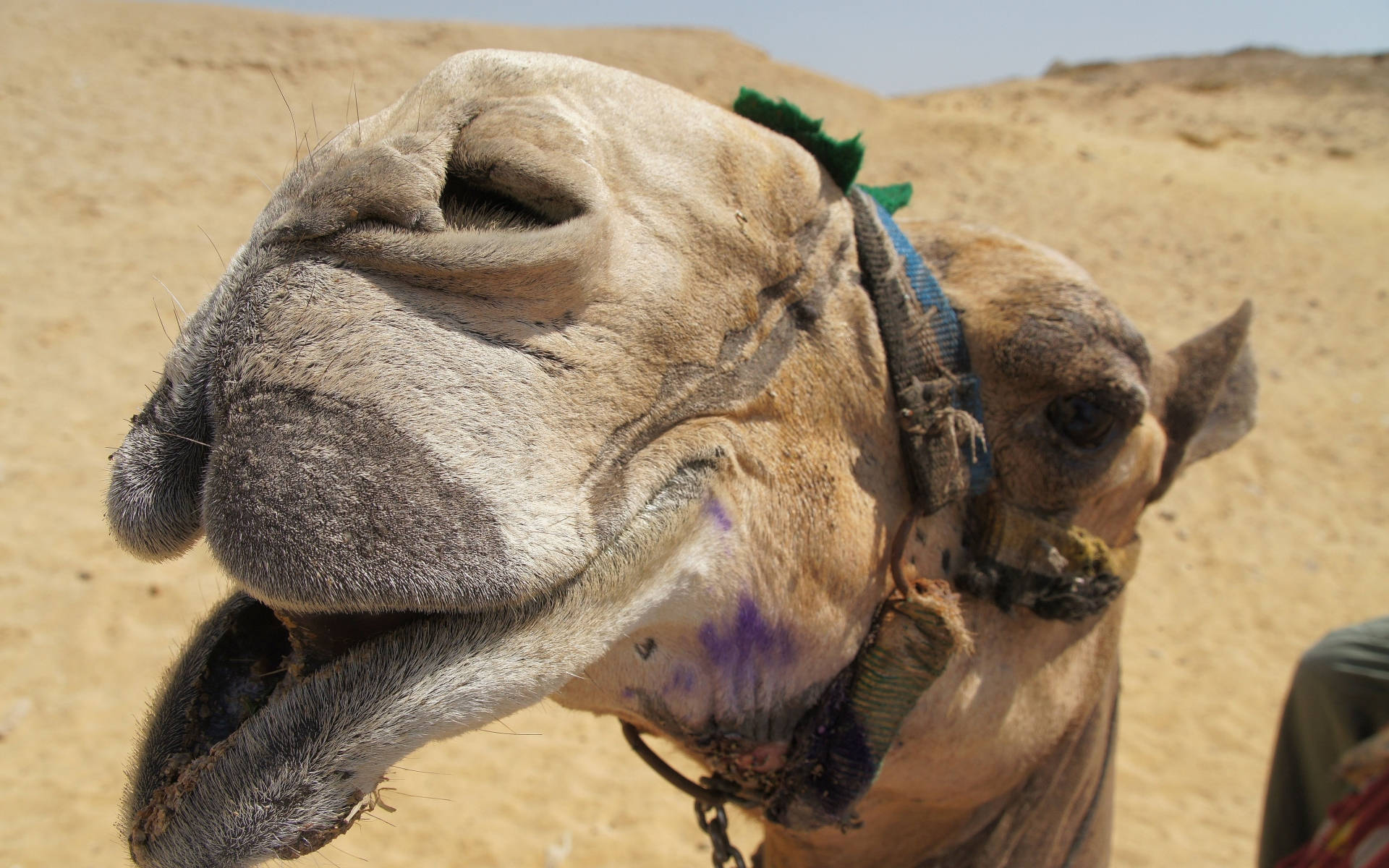 Mouth Of Camel Wallpaper