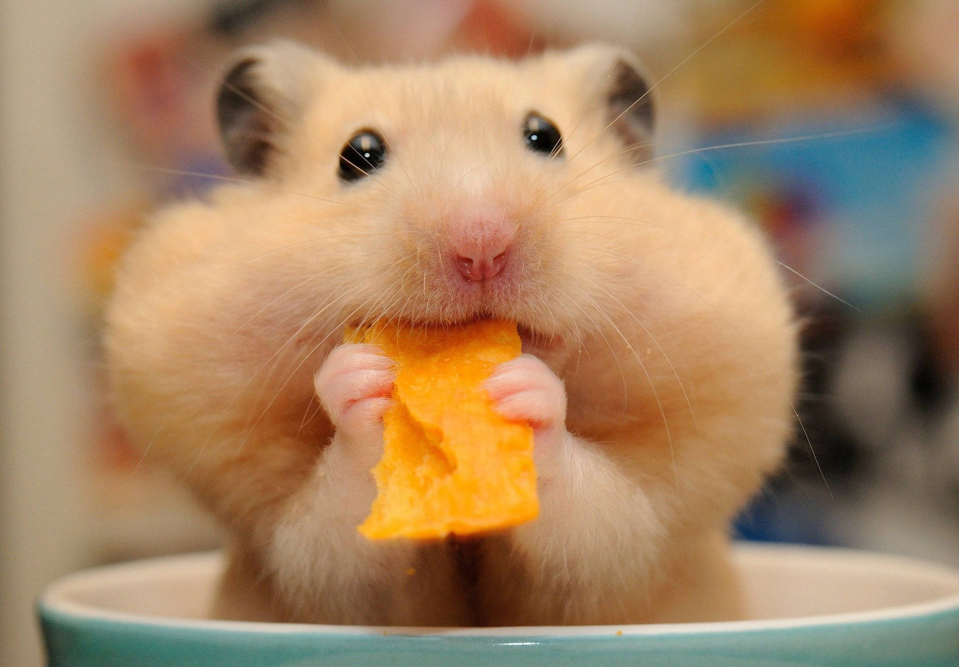 Mouthful Hamster Meme Wallpaper