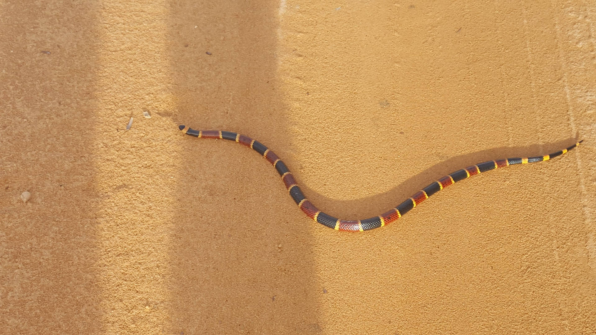 Moving Eastern Coral Snake Through Desert Wallpaper