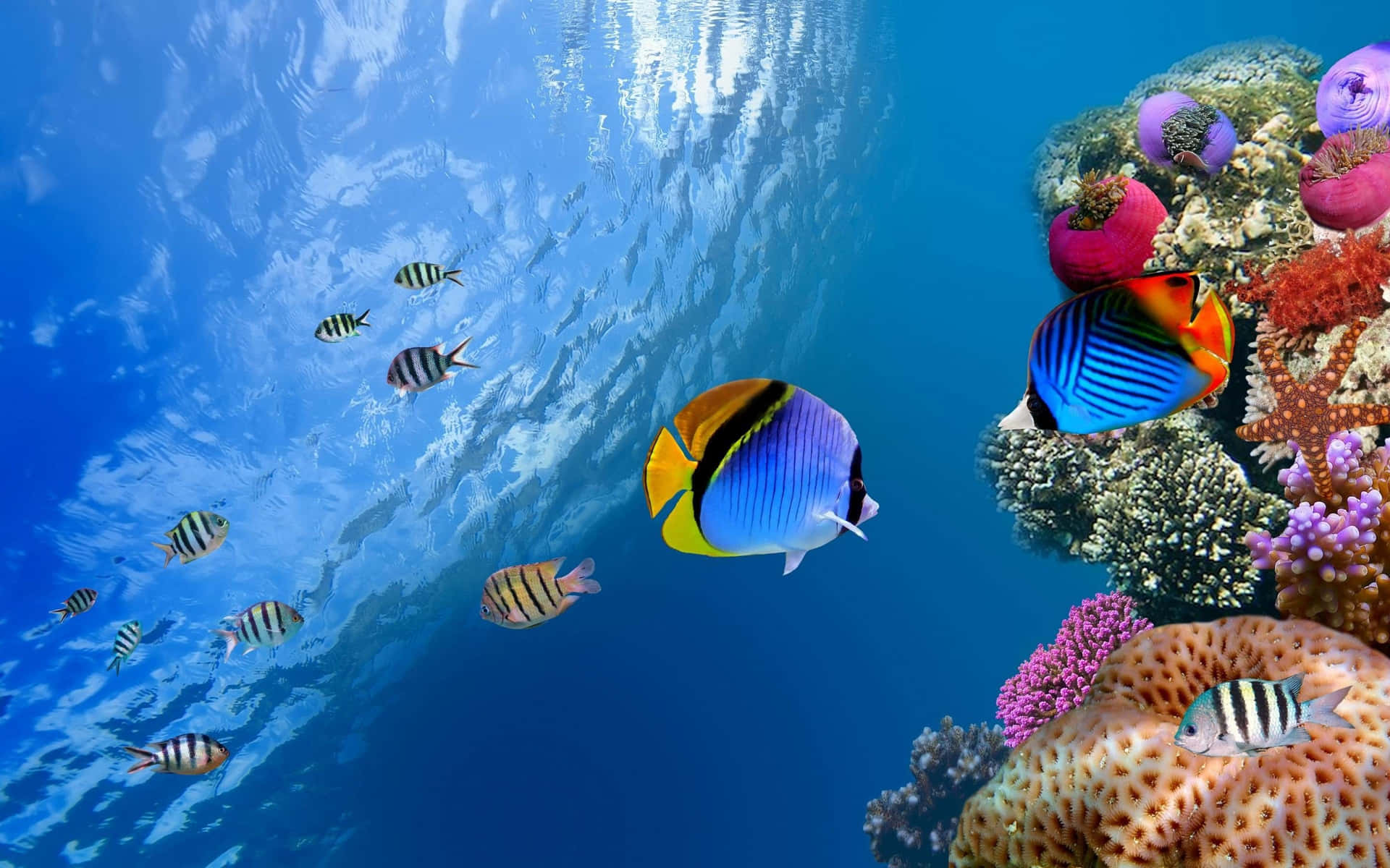 Move through the depths, experience the calmer side of life in the ocean. Wallpaper