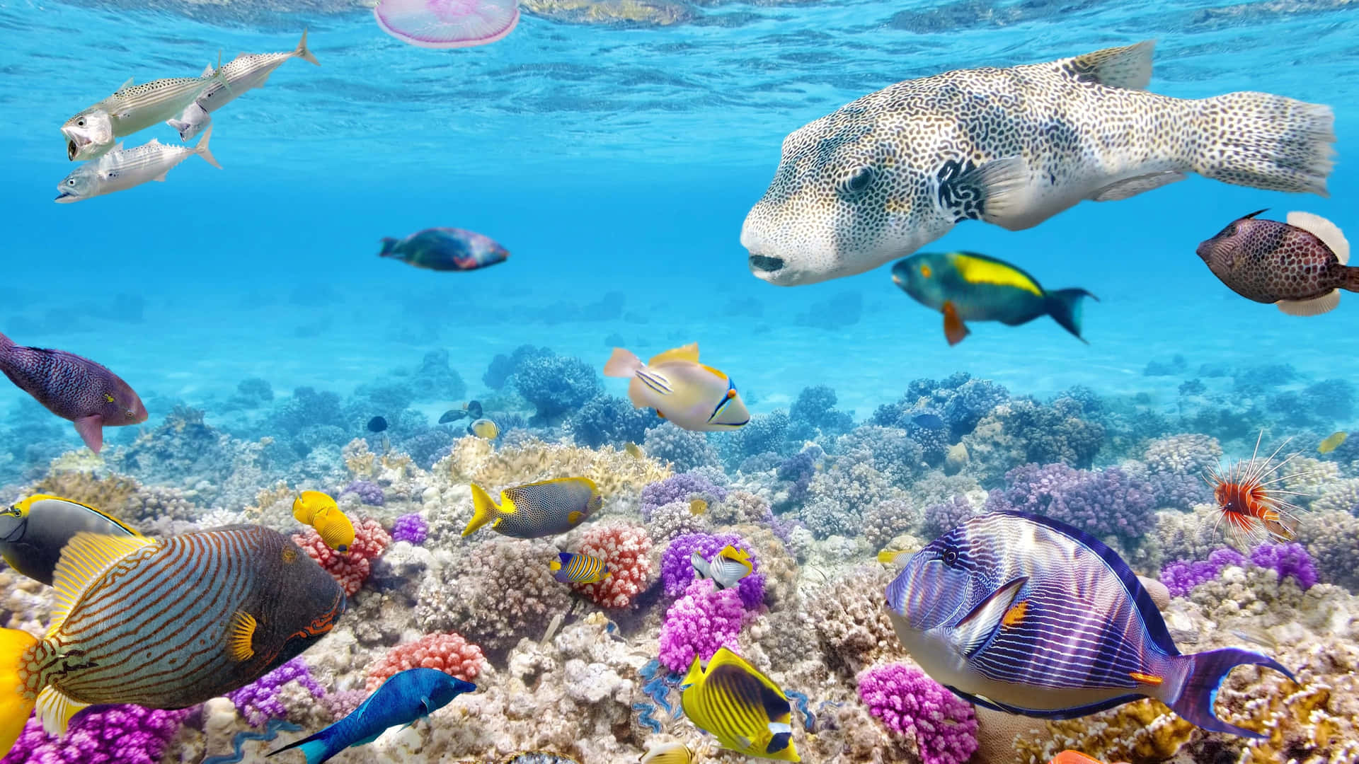 Unarrecife De Coral Colorido Con Muchos Peces Nadando En Él. Fondo de pantalla