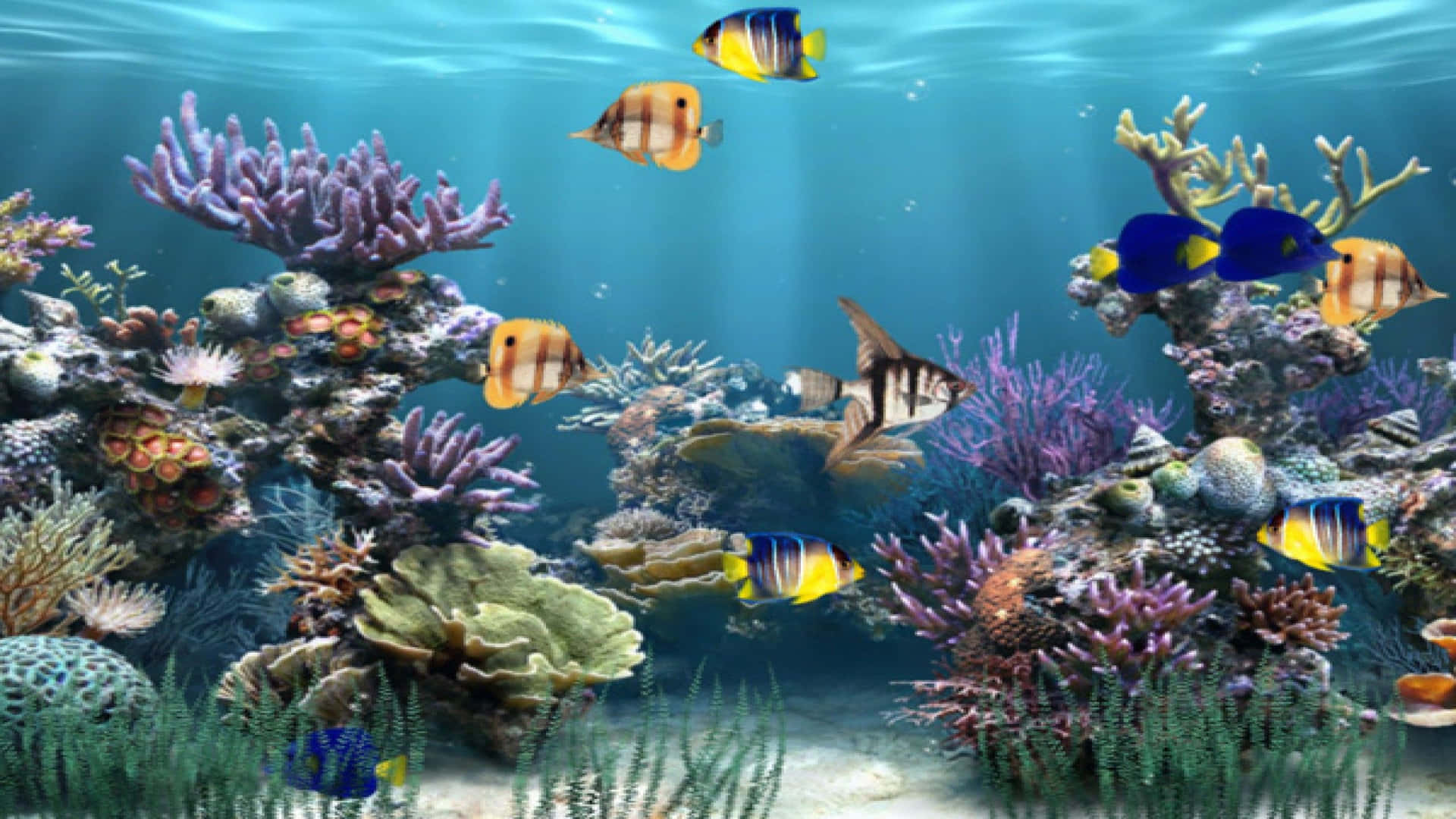 A Screenshot Of An Aquarium With Fish And Corals Wallpaper