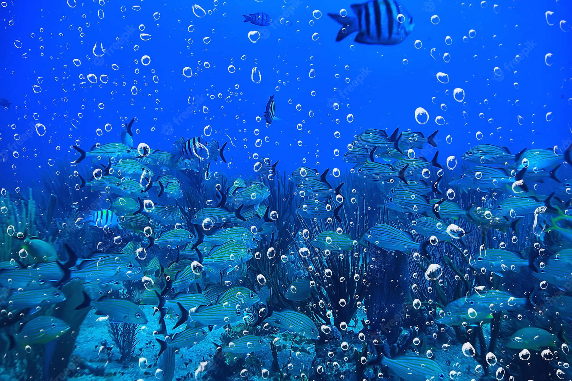En fredelig udsigt til et undervandslandskab. Wallpaper