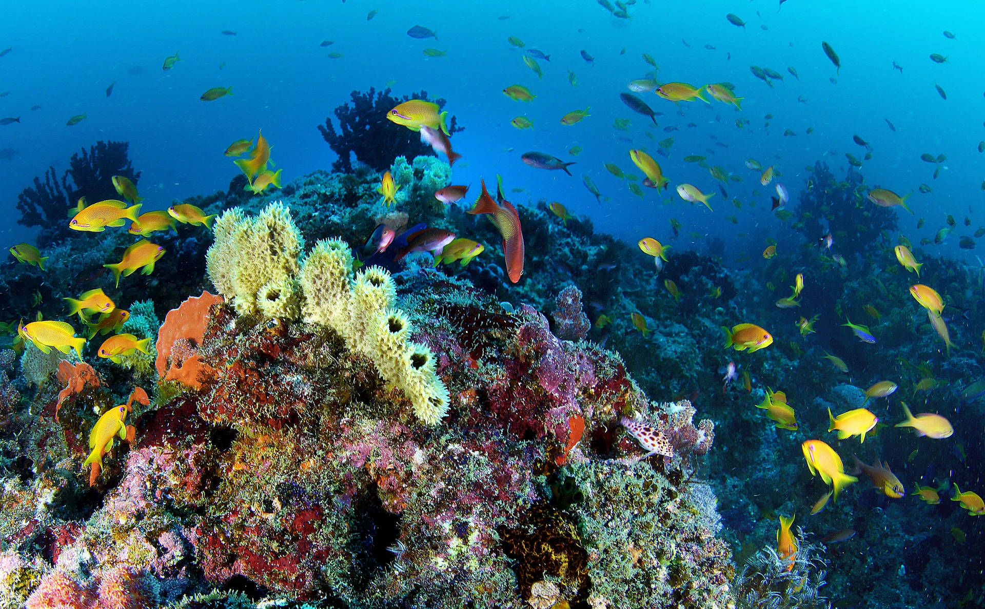 Mozambique Underwater Life Wallpaper